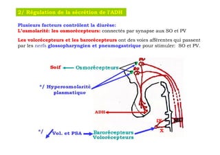 2/ Régulation de la sécrétion de l'ADH

Plusieurs facteurs contrôlent la diurèse:
L’osmolarité: les osmorécepteurs: connectés par synapse aux SO et PV
Les volorécepteurs et les barorécepteurs ont des voies afférentes qui passent
par les nerfs glossopharyngien et pneumogastrique pour stimuler: SO et PV.




                                                          IX

                                                           X
 