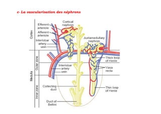 c- La vascularisation des néphrons
 