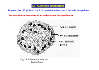 LE PANCRÉAS ENDOCRINE

Le pancréas (80 g) dont 1 à 2 % = portion endocrine = îlots de Langerhans

Les fonctions endocrines et exocrines sont indépendantes.




                                              Cell.


                                             Cell.

                                             Cell.




           Fig 15 Schéma d’un îlot de
                     Langerhans
 