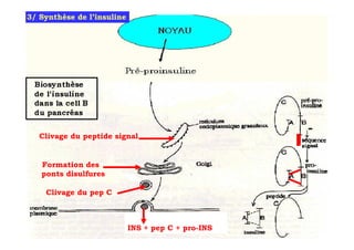 3/ Synthèse de l’insuline




   Clivage du peptide signal


   Formation des
   ponts disulfures

    Clivage du pep C



                            INS + pep C + pro-INS
 