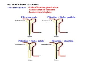III - FABRICATION DE L'URINE
Trois mécanismes: - L'ultrafiltration glomérulaire
                   - La réabsorption tubulaire
                   - La sécrétion tubulaire

             Filtration seule          Filtration + Réabs. partielle




          Filtration + Réabs. totale       Filtration + sécrétion
 