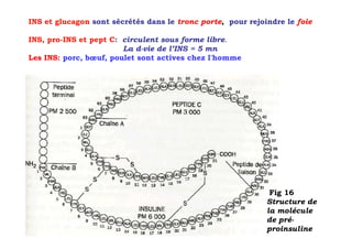 INS et glucagon sont sécrétés dans le tronc porte, pour rejoindre le foie

INS, pro-INS et pept C: circulent sous forme libre.
                        La d-vie de l’INS = 5 mn
Les INS: porc, bœuf, poulet sont actives chez l'homme




                                                              Fig 16
                                                             Structure de
                                                             la molécule
                                                             de pré-
                                                             proinsuline
 
