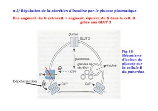 a-3/ Régulation de la sécrétion d’insuline par le glucose plasmatique

Une augment. du G extracell. = augment. équival. du G dans la cell. B
                                    grâce aux GLUT 2




                                                             Fig 18
                                                             Mécanisme
                                                             d’action du
                                                             glucose sur
                                                             la cellule B
                                                             du pancréas

Dépolarisation
 
