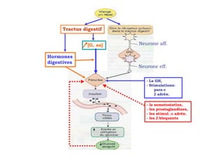 Tractus digestif


                [G, aa]   Neurone aff.

Hormones
digestives
                          Neurone eff.

                             - La GH,
                             - Stimulations:
                                  para-ε
                                  β adrén.

                             -   la somatostatine,
                             -   les prostaglandines,
                             -   les stimul. α adrén.
                             -   les β bloquants
 
