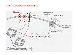 5/ Mécanisme d’action de l’insuline


       Glucose
 