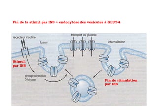 Fin de la stimul.par INS = endocytose des vésicules à GLUT-4




Stimul.
par INS



                                                   Fin de stimulation
                                                   par INS
 