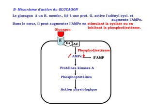 B- Mécanisme d'action du GLUCAGON
Le glucagon à un R. membr., lié à une prot. G, active l'adényl cycl. et
                                                          augmente l'AMPc.
Dans le cœur, il peut augmenter l’AMPc en stimulant la cyclase ou en
                                          inhibant la phosphodiestérase.
                        Glucagon


                          R
                              Gs AC

                                     Phosphodiestérase
                                  AMPc        5’AMP


                           Protéines kinases A

                           Phosphoprotéines


                           Action physiologique
 
