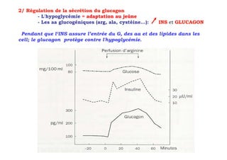 2/ Régulation de la sécrétion du glucagon
       - L'hypoglycémie = adaptation au jeûne
       - Les aa glucogéniques (arg, ala, cystéine…):   INS et GLUCAGON

 Pendant que l‘INS assure l’entrée du G, des aa et des lipides dans les
cell; le glucagon protège contre l'hypoglycémie.
 