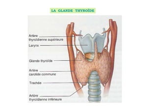 LA GLANDE THYROÏDE
 