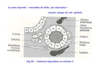 Le tissu thyroïd. = ensemble de follic. (ou vésicules) =

                                     couche unique de cell. épithél.




                 Fig 29 : Follicule thyroïdien et cellules C
 