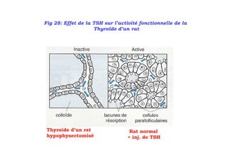 Fig 28: Effet de la TSH sur l’activité fonctionnelle de la
                    Thyroïde d’un rat




 Thyroïde d’un rat                Rat normal
 hypophysectomisé                + inj. de TSH
 