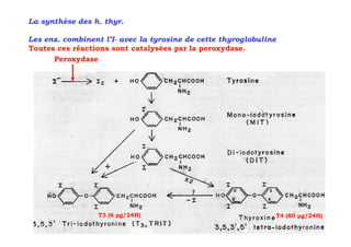 La synthèse des h. thyr.

Les enz. combinent l’I- avec la tyrosine de cette thyroglobuline
Toutes ces réactions sont catalysées par la peroxydase.
      Peroxydase




                  T3 (6 µg/24H)                                T4 (80 µg/24H)
 
