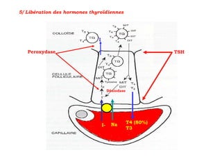 5/ Libération des hormones thyroïdiennes




                              I

   Peroxydase                                                 TSH




                                       Désiodase




                                         Na        T4 (80%)
                                  I-
                                                   T3
 