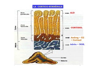 LA CORTICO-SURRÉNALE

                       ALD




                       CORTISOL



                       Androg + E2
                       + + Cortisol
                         Cortisol

                       Adrén + NOR.
 