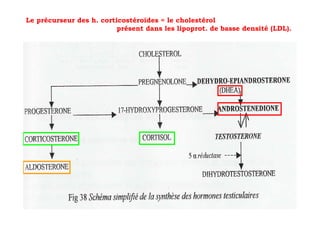 Le précurseur des h. corticostéroïdes = le cholestérol
                          présent dans les lipoprot. de basse densité (LDL).
 