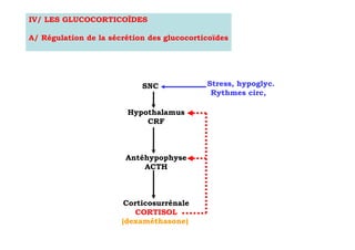IV/ LES GLUCOCORTICOÏDES

A/ Régulation de la sécrétion des glucocorticoïdes




                            SNC             Stress, hypoglyc.
                                             Rythmes circ,

                        Hypothalamus
                            CRF



                        Antéhypophyse
                            ACTH



                        Corticosurrénale
                           CORTISOL
                       (dexaméthasone)
 