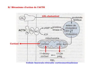 B/ Mécanisme d’action de l’ACTH



                             LDL-cholestérol




 Cortisol




               Cellule fasciculo-réticulée corticosurrénalienne
 
