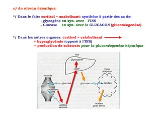 a/ Au niveau hépatique:

*/ Dans le foie: cortisol = anabolisant: synthèse à partir des aa de:
                - glycogène en syn. avec l’INS
                - Glucose en syn. avec le GLUCAGON (gluconéogenèse)


*/ Dans les autres organes: cortisol = catabolisant
            = hyperglycémie (opposé à l’INS)
            = production de substrats pour la gluconéogenèse hépatique
 