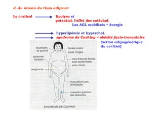 d- Au niveau du tissu adipeux:

Le cortisol           lipolyse et
                      potential. l'effet des catéchol.
                                Les AGL mobilisés = énergie

                       hyperlipémie et hyperchol.
                       syndrome de Cushing = obésité facio-tronculaire
                                              (action adipogénétique
                                              du cortisol)
 