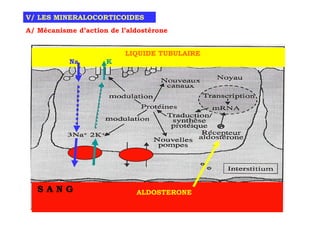 V/ LES MINERALOCORTICOIDES
A/ Mécanisme d’action de l’aldostérone


                          LIQUIDE TUBULAIRE
           Na        K




   SANG                      ALDOSTERONE
 
