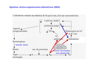 Système rénine-angiotensine-aldostérone (SRA):




    + macula densa

                                        Cortex surrénalien
                                          zone glomérulée
 