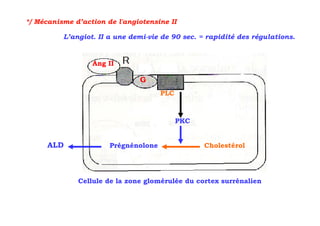 */ Mécanisme d’action de l'angiotensine II

          L’angiot. II a une demi-vie de 90 sec. = rapidité des régulations.


                  Ang II

                               G
                                      PLC



                                            PKC


     ALD               Prégnénolone               Cholestérol




              Cellule de la zone glomérulée du cortex surrénalien
 