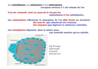 Les ostéoblastes, les ostéocytes et les ostéoclastes
                               occupent environ 3 % du volume de l'os

L'os est «remanié» tout au cours de la vie par les
                                       ostéoclastes et les ostéoblastes.

Les ostéoclastes effectuent la résorption de l'os déjà formé en sécrétant
                       des ions H+ (qui dissolvent les cristaux)
                       des enzymes (qui digèrent la substance ostéoïde).

Les ostéoblastes déposent, dans la même zone,
                                     une nouvelle matrice qui se calcifie.




                                      Fig 33 Coupe
                                      transversale
                                      d’un petit
                                      morceau d’os
 