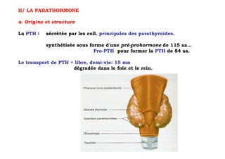 II/ LA PARATHORMONE

a- Origine et structure

La PTH :   sécrétée par les cell. principales des parathyroïdes.

           synthétisée sous forme d'une pré-prohormone de 115 aa…
                              Pro-PTH pour former la PTH de 84 aa.

Le transport de PTH = libre, demi-vie: 15 mn
                     dégradée dans le foie et le rein.
 