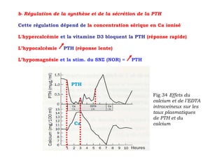 b- Régulation de la synthèse et de la sécrétion de la PTH

Cette régulation dépend de la concentration sérique en Ca ionisé

L'hypercalcémie et la vitamine D3 bloquent la PTH (réponse rapide)

L’hypocalcémie    PTH (réponse lente)

L’hypomagnésie et la stim. du SNΣ (NOR) =    PTH




                     PTH

                                                     Fig 34 Effets du
                                                     calcium et de l’EDTA
                                                     intraveineux sur les
                                                     taux plasmatiques
                                                     de PTH et du
                      Ca                             calcium
 