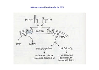 Mécanisme d’action de la PTH
 