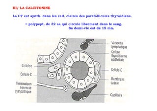 III/ LA CALCITONINE

La CT est synth. dans les cell. claires des parafollicules thyroïdiens.

       = polypept. de 32 aa qui circule librement dans le sang.
                                Sa demi-vie est de 15 mn.
 