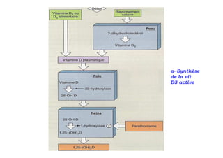 a- Synthèse
de la vit
D3 active
 