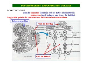 FONCTIONNEMENT ENDOCRINE DES GONADES

I/ LE TESTICULE
               Glande exocrine (sperme par les tubes séminifères)
                       endocrine (androgènes, par les c. de Leidig).
La grande partie du testicule est faite de tubes séminifères
    Tube séminifère
                               Cell de Leydig




                            Cell de Sertoli
 