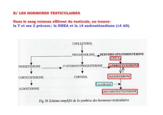 B/ LES HORMONES TESTICULAIRES

Dans le sang veineux efférent du testicule, on trouve:
                                                          ∆
la T et ses 2 précurs.: la DHEA et la ∆4 androstènedione (∆4 AD).
 