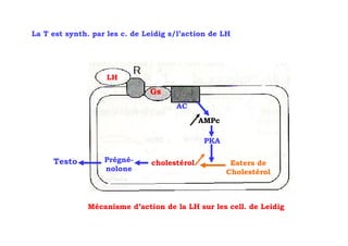 La T est synth. par les c. de Leidig s/l’action de LH




                    LH
                               Gs
                                      AC
                                             AMPc

                                              PKA

     Testo         Prégné-     cholestérol           Esters de
                   nolone                           Cholestérol



              Mécanisme d’action de la LH sur les cell. de Leidig
 
