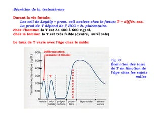 Sécrétion de la testostérone

Durant la vie fœtale:
   Les cell de Leydig = prem. cell actives chez le fœtus: T = différ. sex.
   La prod de T dépend de l’ HCG = h. placentaire.
chez l’homme: la T est de 400 à 600 ng/dl.
chez la femme: la T est très faible (ovaire, surrénale)

Le taux de T varie avec l'âge chez le mâle:

                 Différenciation
                  sexuelle (3-5mois)
                                                       Fig 39
                                                       Évolution des taux
                                       A
                                                       de T en fonction de
                                       D               l’âge chez les sujets
                                       O
                    ?                  L
                                                                     mâles
                                       E
                                       S
                                       C
                                       E
                                       N
                                       C
                                       E
 