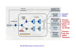 + muscle
                                     + libido

        T                             Format.
                                      Conduits
                                      génit. au
                                      cours
                                      du dévpt.

                                      Format.
                                      org. des
                                      génit.
                                      externes




Fig 40 Mécanismes d’action de la T
 