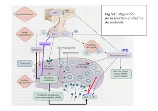 Contrôle hormonal
               Fig 54 : Régulation
               de la fonction la
                         de endocrine
               du testicule
                   spermatogenèse




Activine

                        (E2)


           T
 