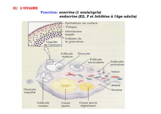 II/ L‘OVAIRE
               Fonction: exocrine (1 ovule/cycle)
                         endocrine (E2, P et Inhibine à l'âge adulte)
 