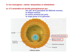 3/ Les oestrogènes : chimie, biosynthèse et métabolisme

Le 17 β-œstradiol est sécrété principalement par:
                       les cell. de la granulosa du follicule ovarien,
                       la thèque interne
                       le cortex surrénal (un peu).
                       le corps jaune et le placenta.




                                                              interne
 