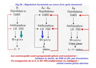 Fig 58 : Régulation hormonale au cours d’un cycle menstruel




- Les contraceptifs oestro-progestatifs (pilule anti-ovulatoire) =
                        inhibent la sécrét. de FSH et LH= pas d'ovulation.
- Un antagoniste de la P, le RU 486 (mifépristone ou mifégyne) =
                                             utilisé comme pilule abortive.
 