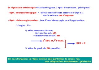la régulation extrinsèque est assurée grâce 2 syst. Neurohorm. principaux:

- Syst. neuroadrénergique = effets constricteurs directs de type α 1
                               sur le rein en cas d'urgence.

- Syst. rénine-angiotensine : lors d’une hémorragie ou d’hypotension,

       L’angiot. II =

               */ effet vasoconstricteur:
                        ~ fort sur les art. eff.
                        ~ modéré sur les art. aff.

                                   DSG et    P capil.
                                                             DFG ≈ N

               */ stim. la prod. de PG vasodilat.




En cas d’urgence: la régul. extrins. fait participer la circul. rén.
                                 aux adaptations cardiovascul. générales
 