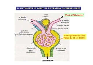 V/ FILTRATION ET DEBIT DE FILTRATION GLOMERULAIRES


                                     (Prot à PM élevé)-




                                     Urine primitive avec
                                     plus de Cl- et HCO3-




                   Tube proximal
 
