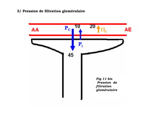 3/ Pression de filtration glomérulaire




                                         Fig 11 bis
                                          Pression de
                                         filtration
                                         glomérulaire
 
