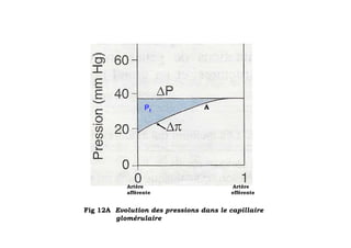 Pf             A




            Artère                        Artère
            afférente                    efférente


Fig 12A Evolution des pressions dans le capillaire
        glomérulaire
 