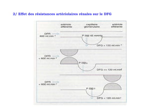 2/ Effet des résistances artériolaires rénales sur le DFG
 
