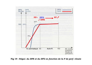 FF=   DFG          FF
                             DPR




Fig 19 : Régul. du DPR et du DFG en fonction de la P de perf. rénale
 