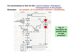 Ces mouvements se font via des: canaux ioniques, échangeurs,
                                cotransporteurs et des pompes
Remarque:  Les pompes…de la membrane luminale ≠ basolatérale.




                                                      Fig 17
                                                   Transport de
                                                   solutés dans
                                                      le tube
                                                     proximal
 