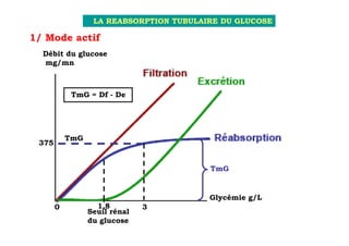 LA REABSORPTION TUBULAIRE DU GLUCOSE

1/ Mode actif
  Débit du glucose
  mg/mn



            TmG = Df - De




           TmG
 375


                                         TmG


                                         Glycémie g/L
       0           1,8         3
                 Seuil rénal
                 du glucose
 
