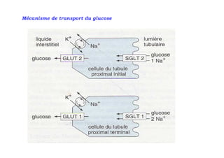 Mécanisme de transport du glucose
 